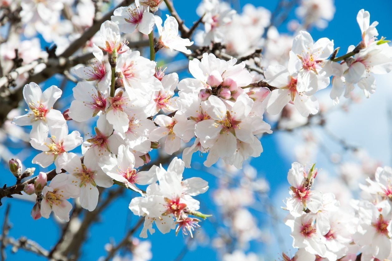 Freshly Bloomed Almond Tree