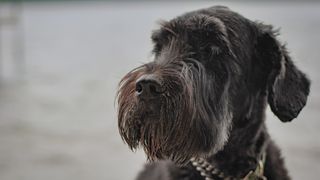 Hypoallergenic dog breeds - Giant Schnauzer