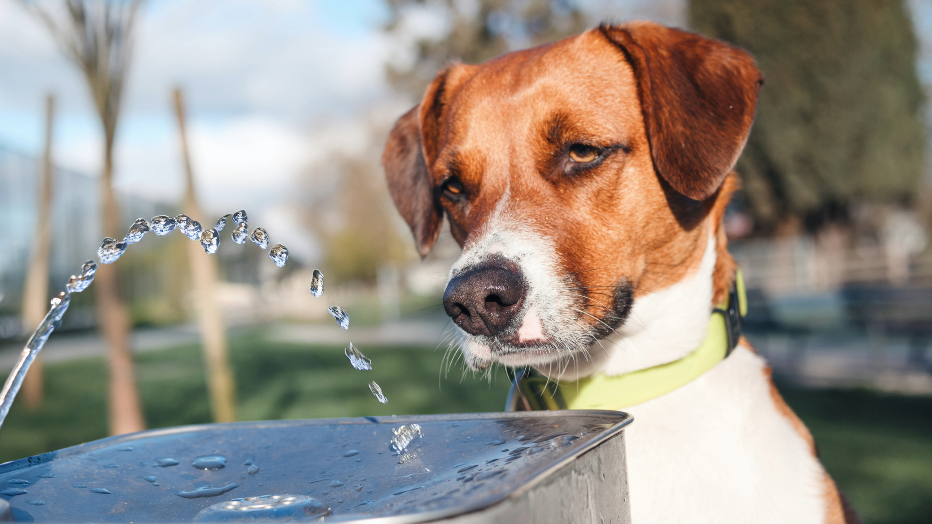 Dog looking at water fountain