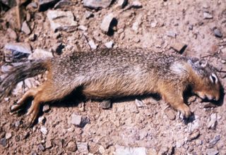 Ground squirrel killed by a plague infection