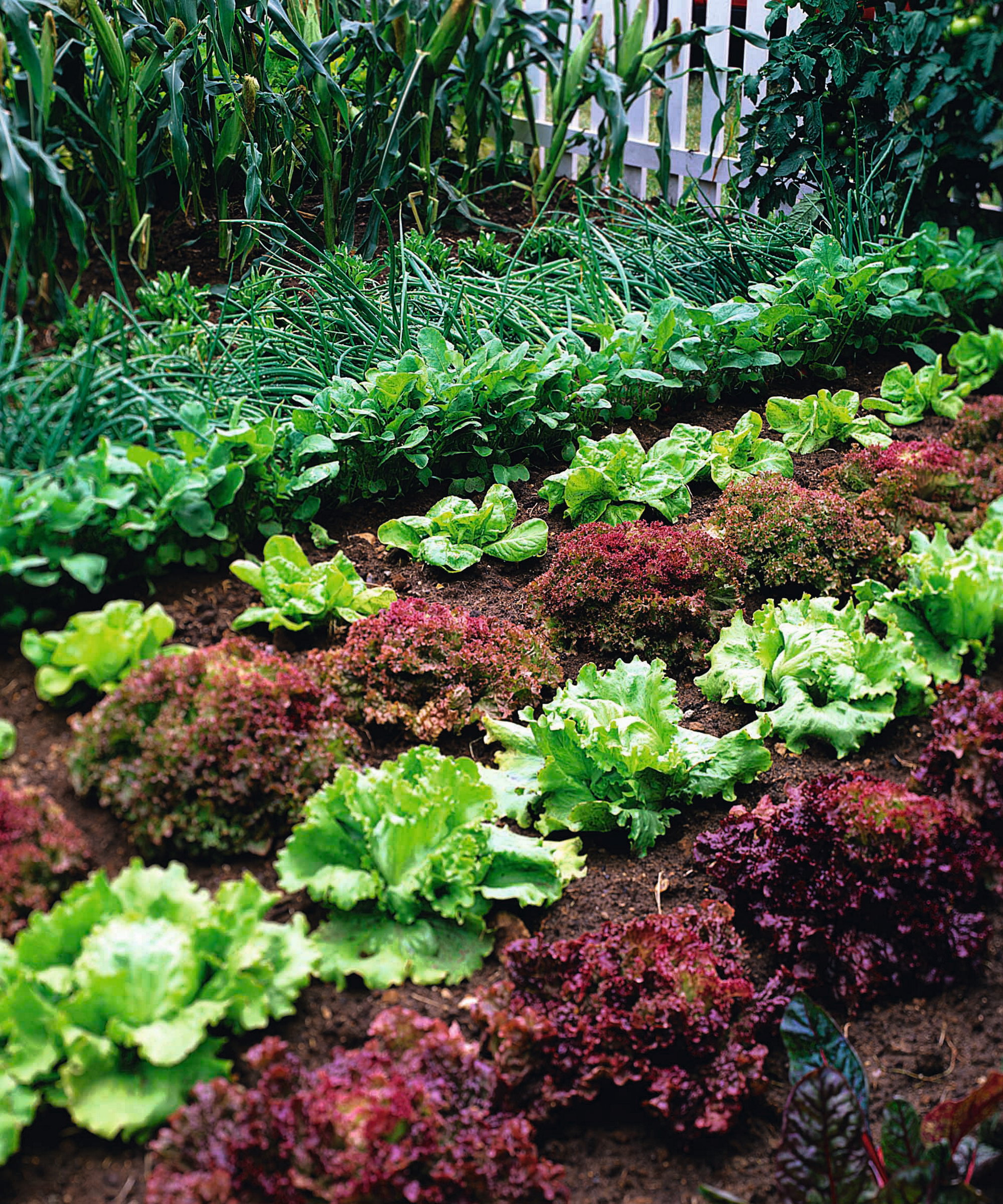 Red and green lettuces growing in rows in a vegetable garden