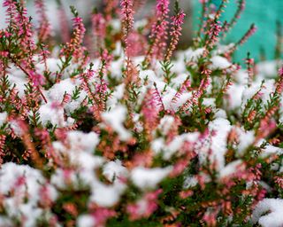 how to protect your plants from snow heather plant