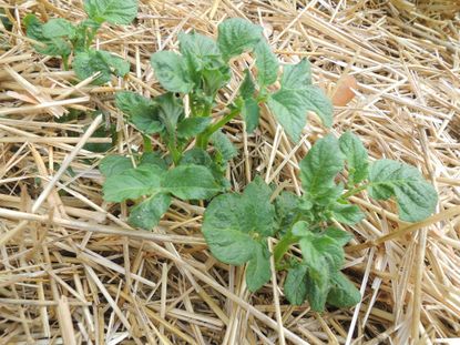 Straw Over Potato Plants