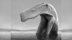 A black and white image of a dinosaur scooping its lower skull through water