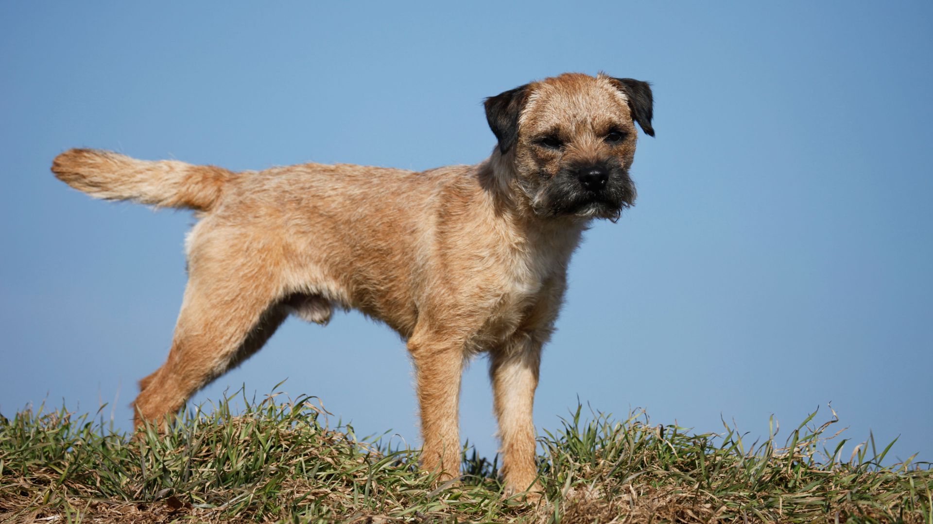 Side-on view of Border Terrier