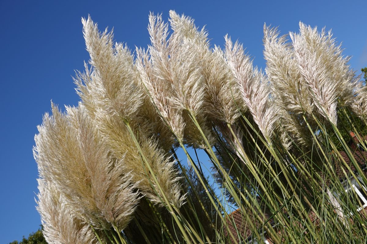 Sony RX100 VII sample image