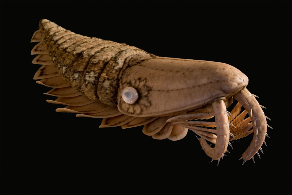 Ancient Sea Monsters Were No Shrimps | Live Science