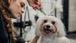 Woman using a pair of scissors to groom a dog