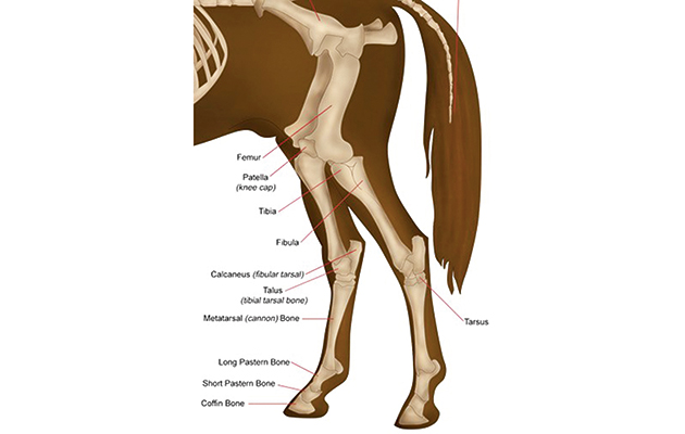 1 skelton for diagram
