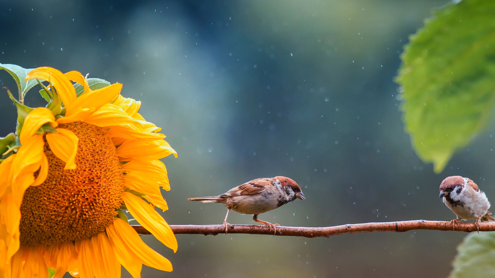 large sunflower and sparrows in backyard