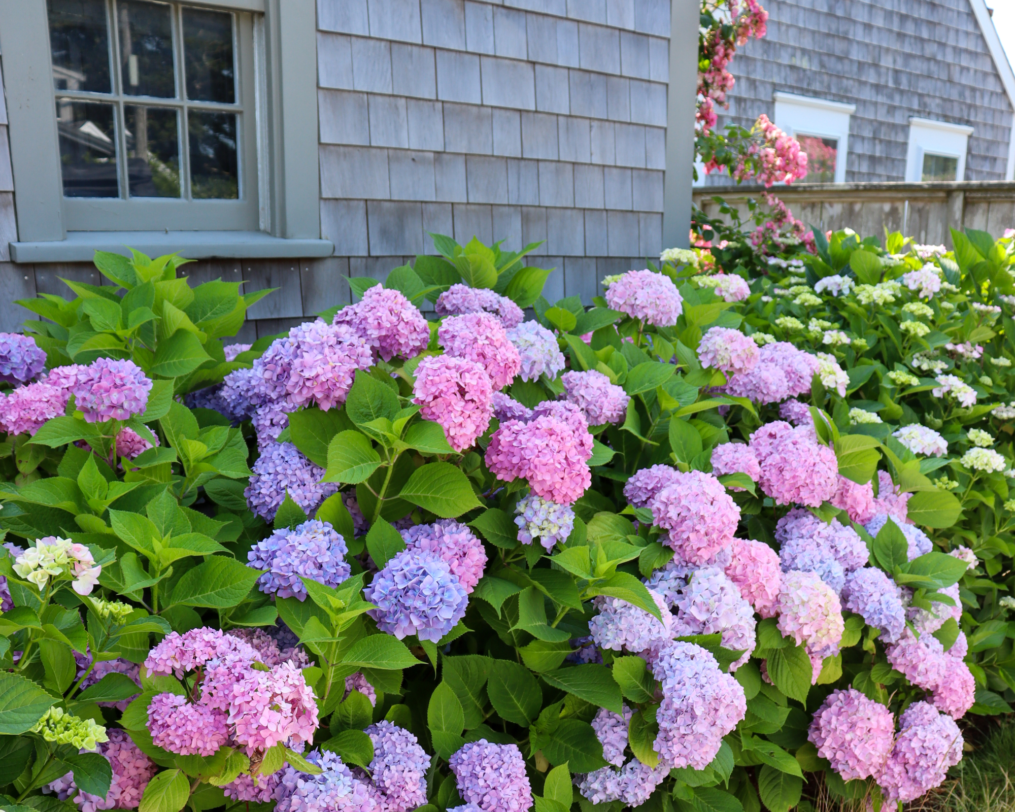 Pink and purple hydrangeas around foundation of house