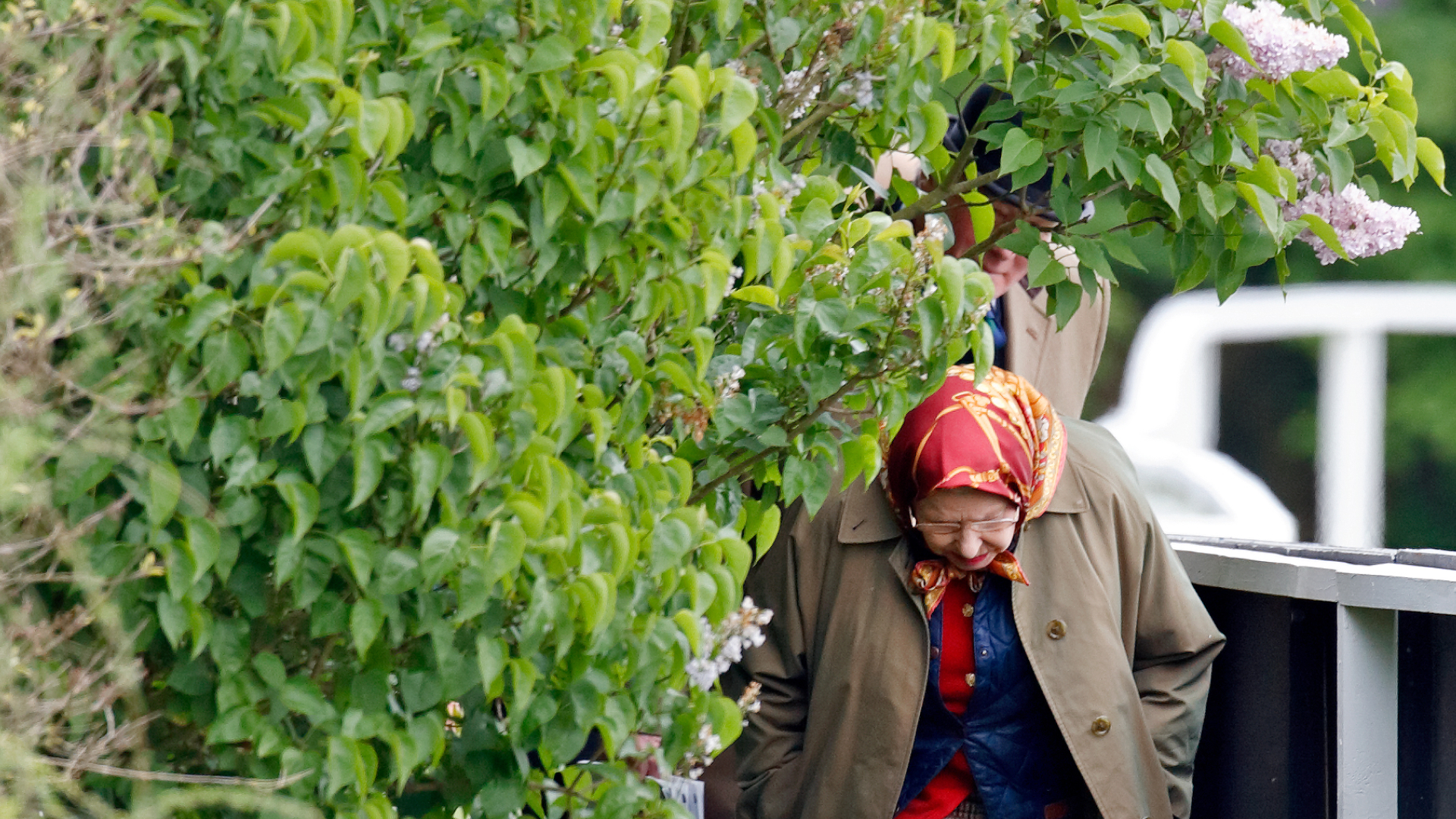 Queen Elizabeth ducking under a bush wearing a red headscarf and trench coat