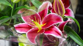 Close up of pink lilies