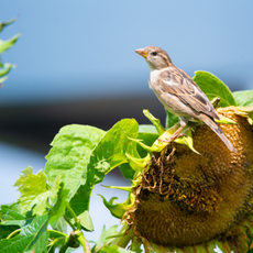 Sparrow on sunflower head.