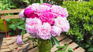 Peonies in a vase