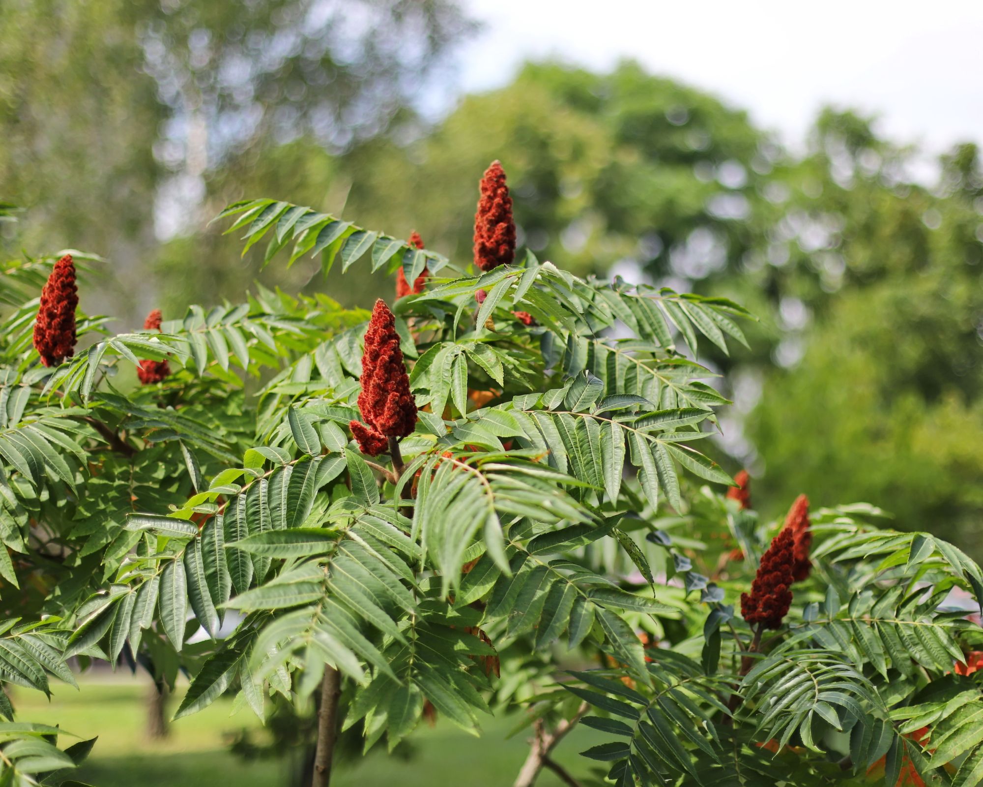staghorn sumac