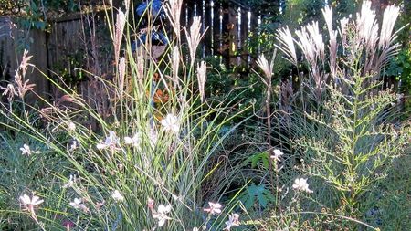 Tall Morning Light Maiden Grass In A Yard