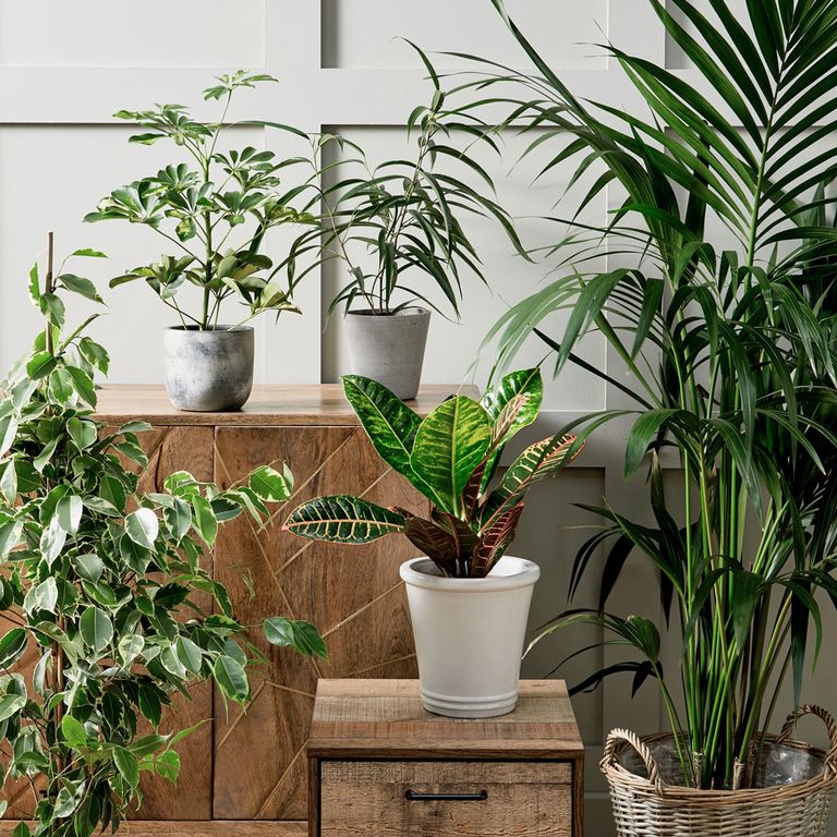 Value Morrisons house plants range you can't afford to miss in stores ...