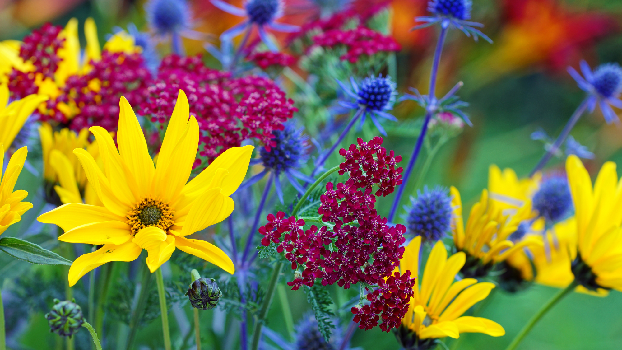 Coneflowers and yarrow thriving in a summer perennial garden &ndash; two drought-tolerant blooms that keep blooming through heat.