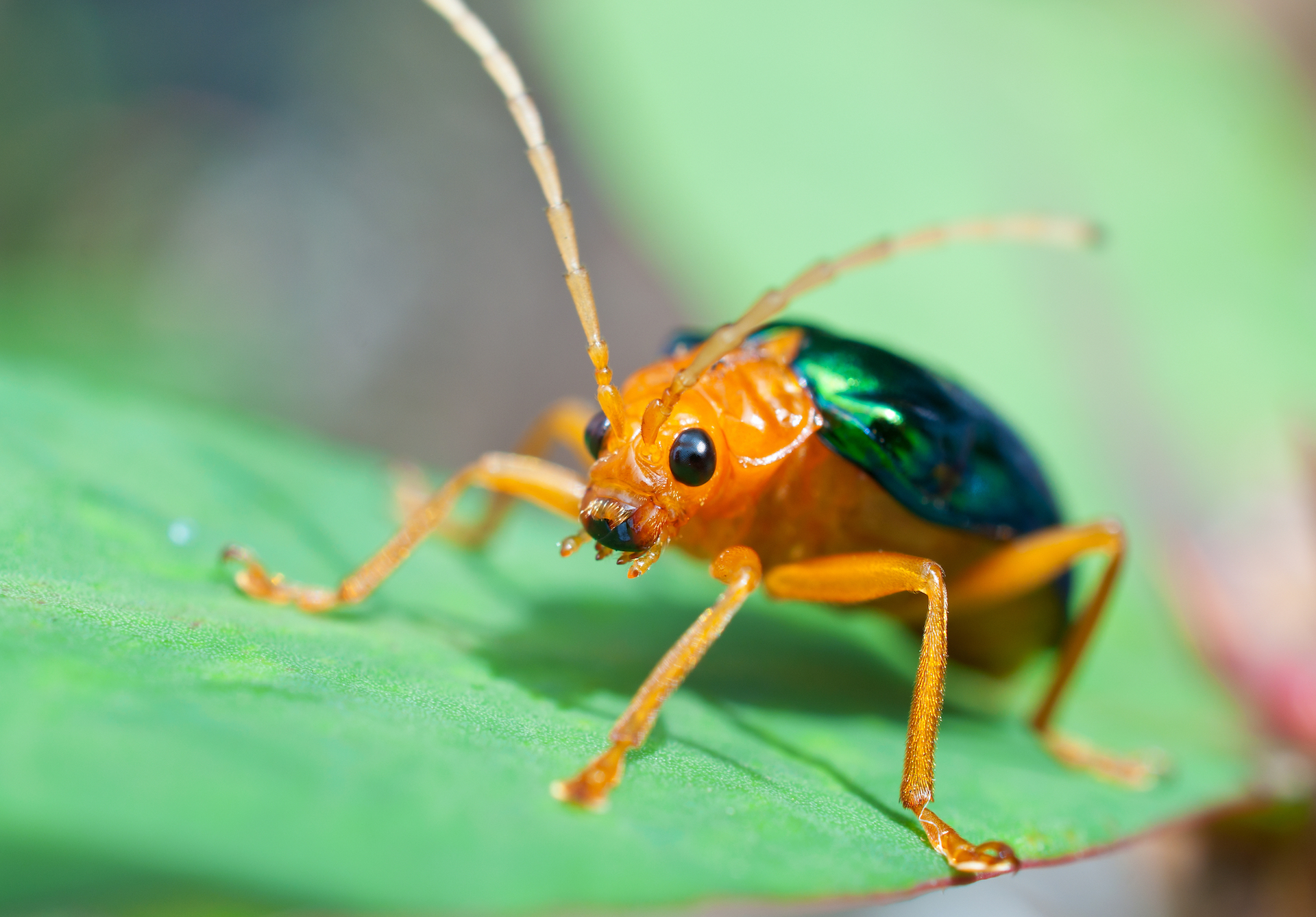 A close-up of a bombardier beetle on a leaf