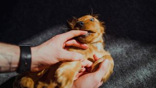 Puppy biting a hand