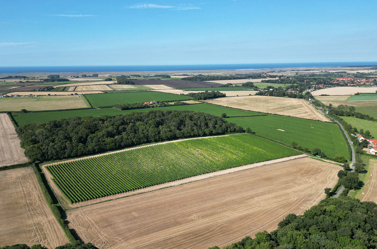 Cobble Hill Vineyard Knight Frank