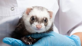 photo of a brown and white ferret being held by a gloved scientist in a lab coat