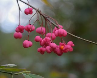 Euonymus europaeus spindle shrub with winter berries