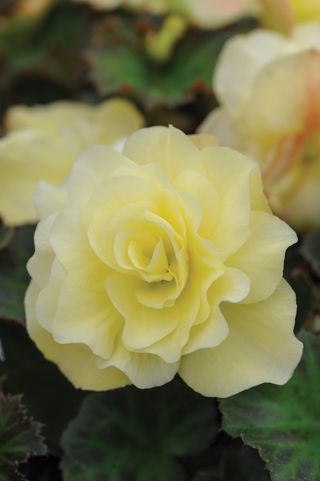 how to grow begonias