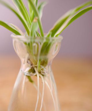 spider plant roots in water