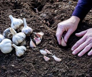 Garlic cloves being planted in the ground by hand