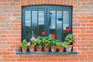 Red geranium flowers in terracotta pots on a window sill