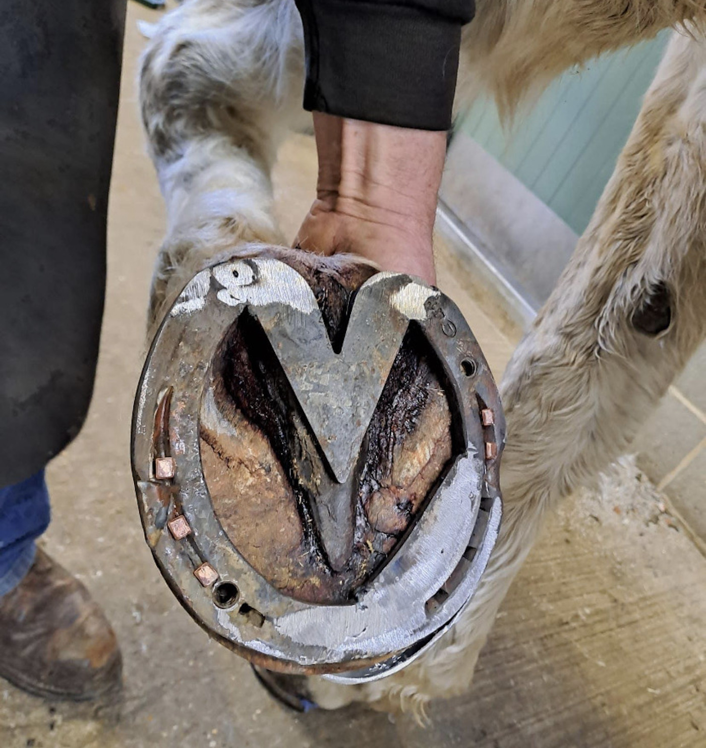 Joey&amp;rsquo;s hoof plate: hinged hoof plate for a horse recovering from keratoma