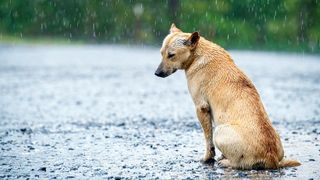 what to do if you find a lost dog
