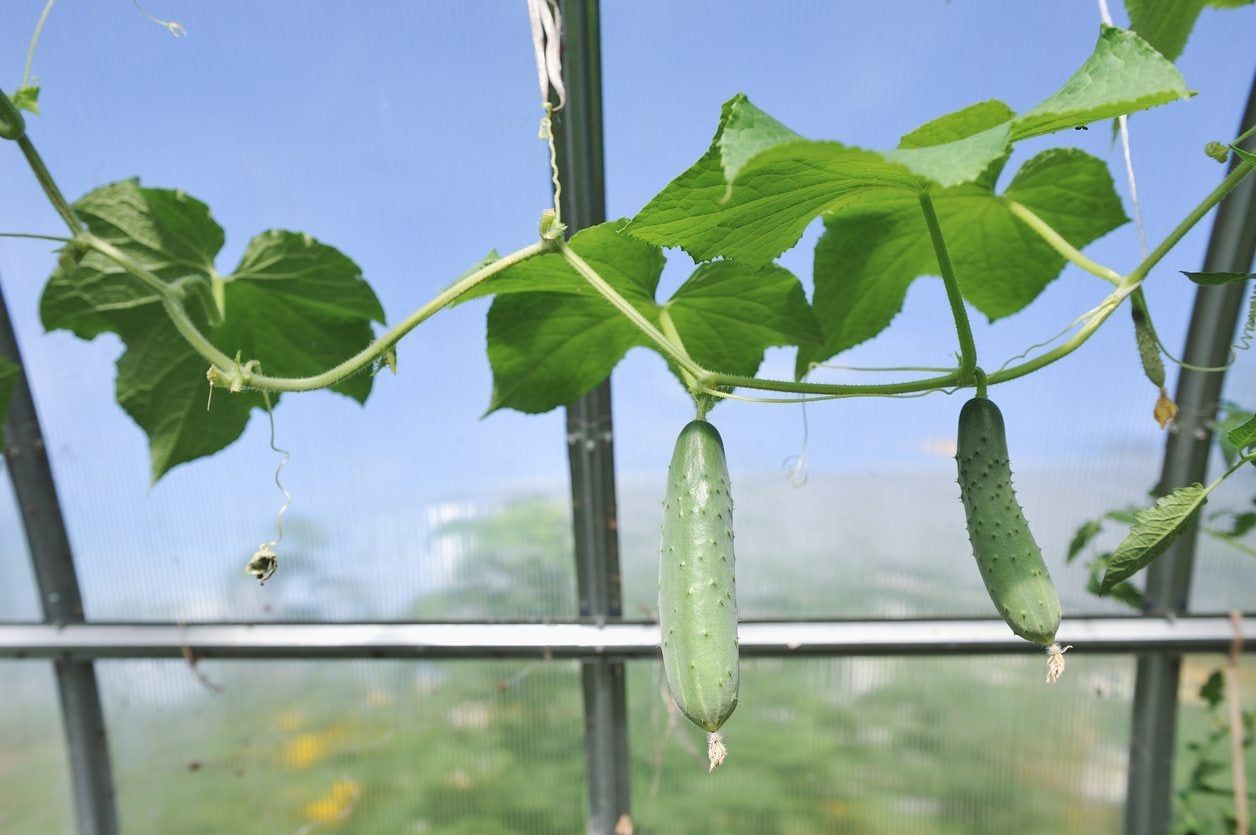 Cucumber Vine