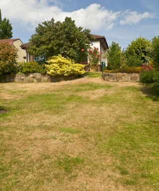 dry, patchy lawn during hot weather
