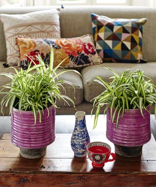 pair of spider plants in ceramic pots on a coffee table