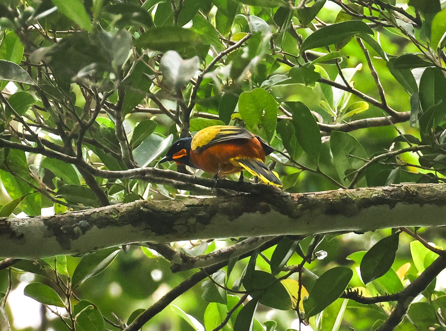A Ghana cukooshrike in the rain forest canopy