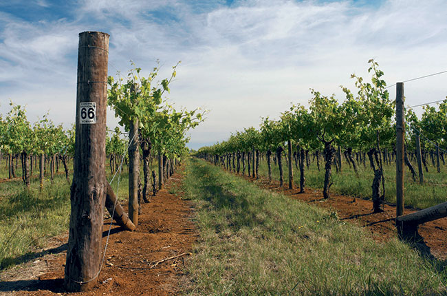 Wynns Coonawarra Estate vineyard