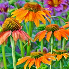 coneflowers in detail with large orange petals