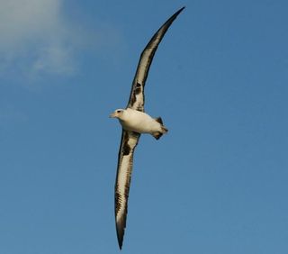 A laysan albatross in flight, its six-foot wingspan on full display.