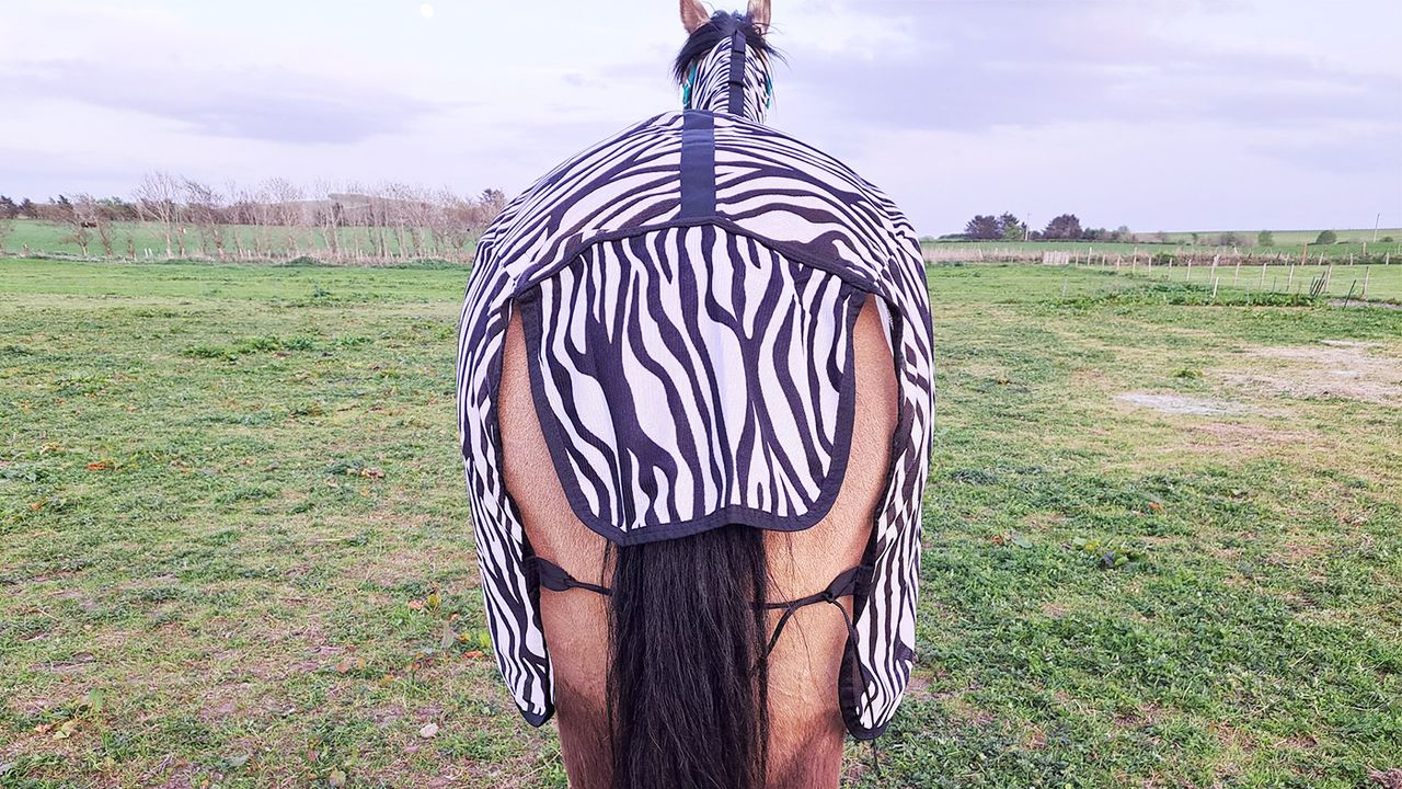 Hy StormX Original Zebra Fly Rug