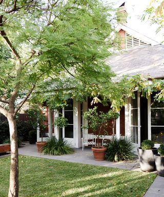 back garden with large tree