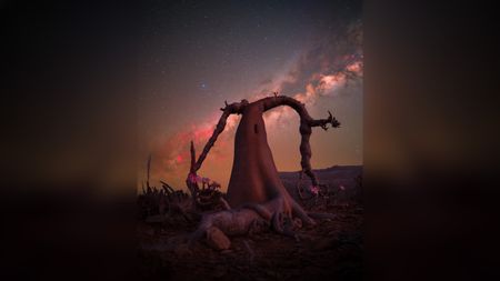 An unusual bottle tree with gnarled, arching branches is silhouetted against a dark, starry night sky showing the red glow of the Milky Way