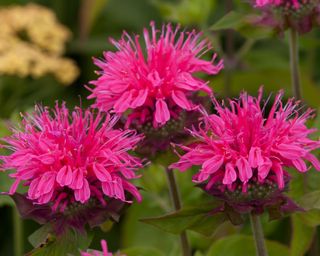 The flowers of Monarda 'Pink Lace'