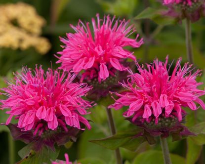 What to plant in April: 10 ideas for color and interest | Gardeningetc