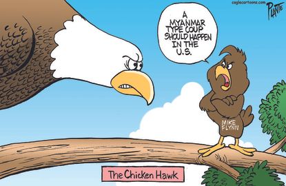 Flynn the chicken hawk