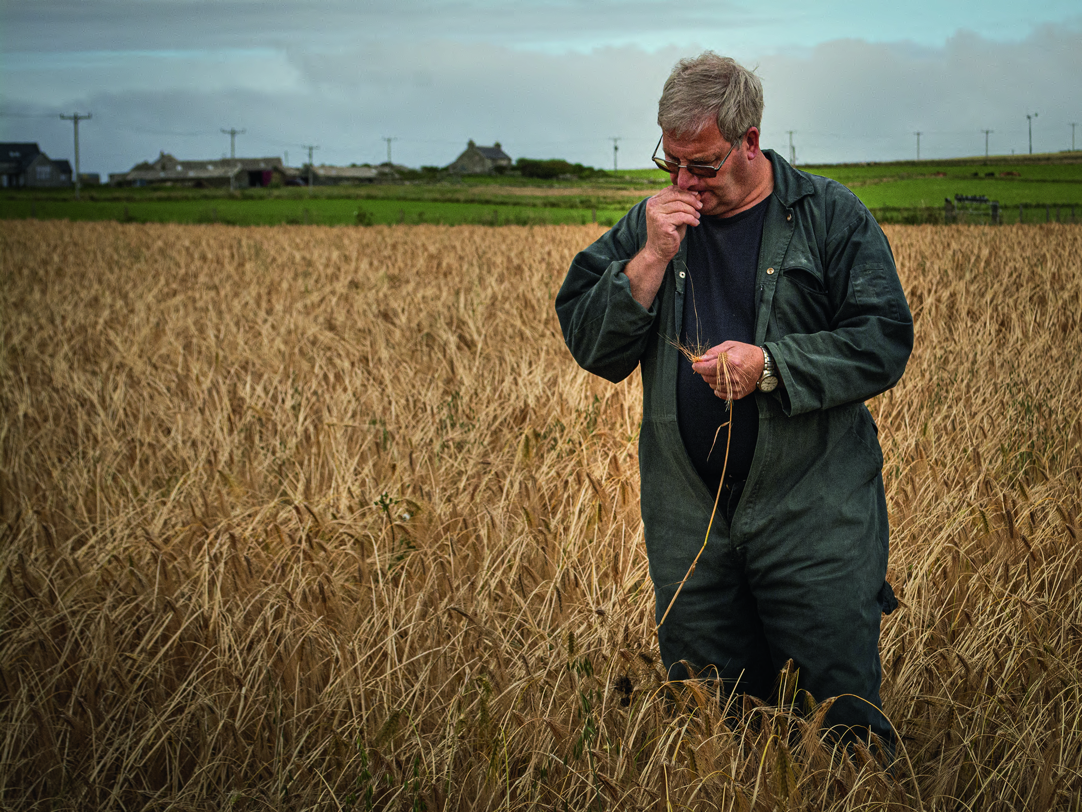 Man in field of grains