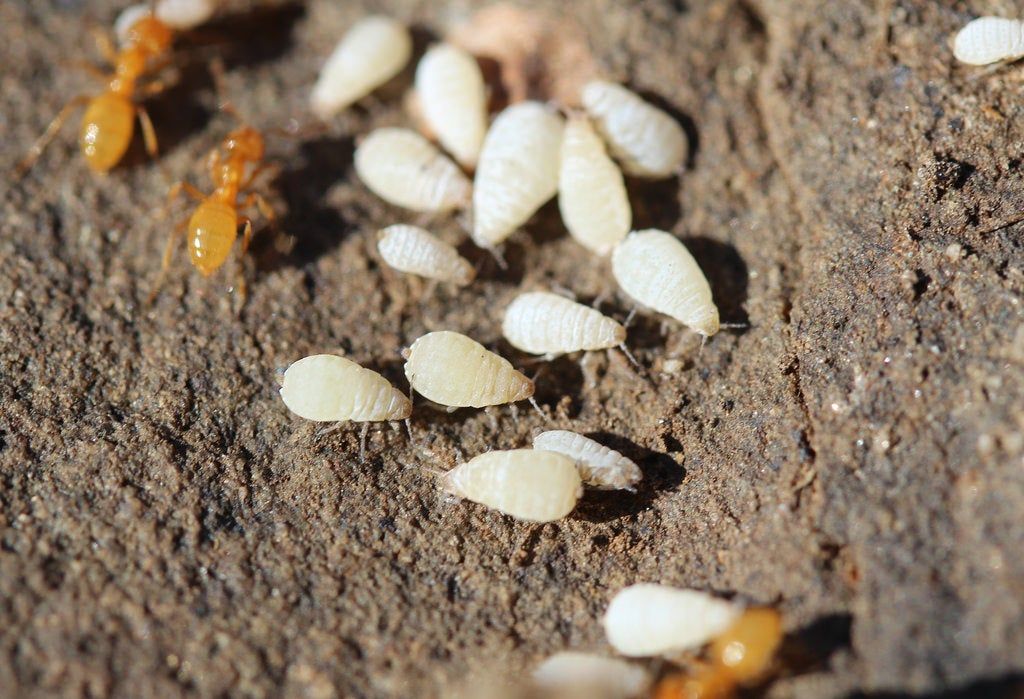 Root Aphid Insects