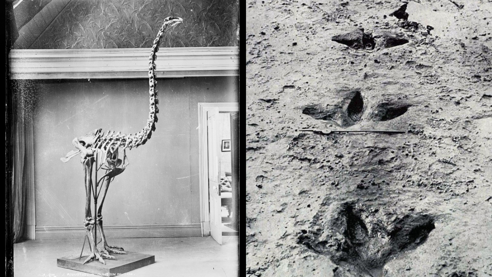 A collage with two black-and-white pictures. The left pictures shows a moa skeleton and the right shows the fossil footprints of a moa.